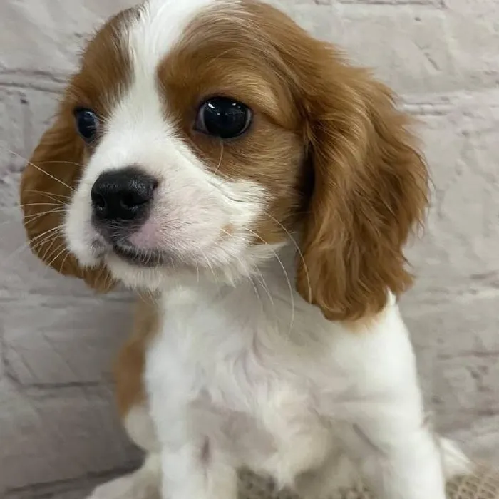 Male Cavalier King Charles Spaniel Puppy for Sale in Monroeville, PA