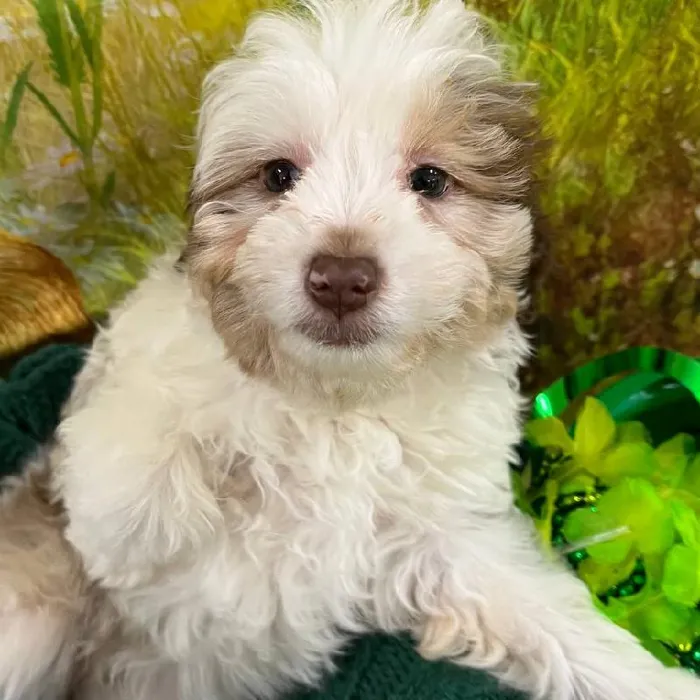 Female Mini Aussiedoodle Puppy for Sale in Monroeville, PA