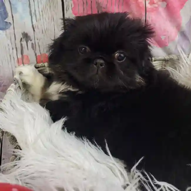 Female Pekingese Puppy for Sale in Monroeville, PA