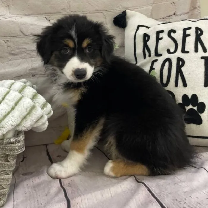 Female Australian Shepherd Puppy for Sale in Monroeville, PA