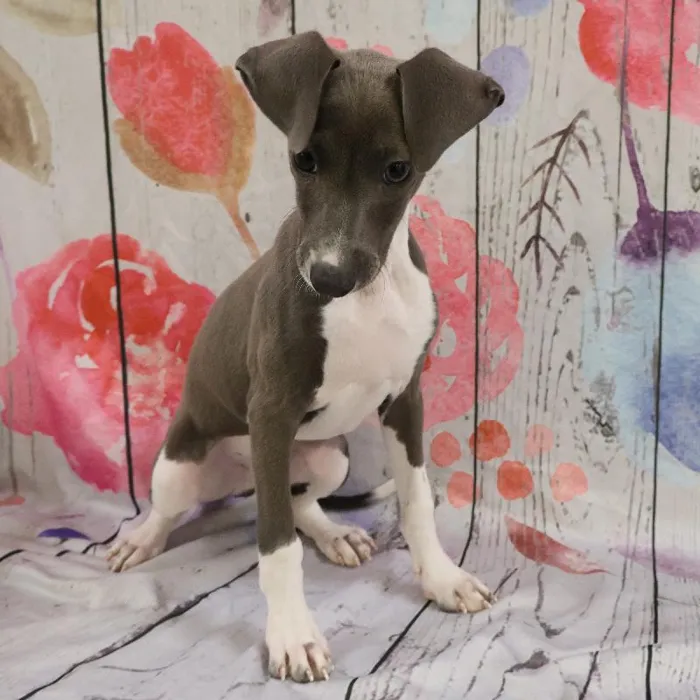 Male Italian Greyhound Puppy for Sale in Monroeville, PA