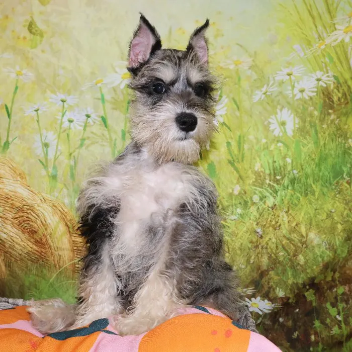 Male Mini Schnauzer puppy named Ash for sale at Petland Monroeville.