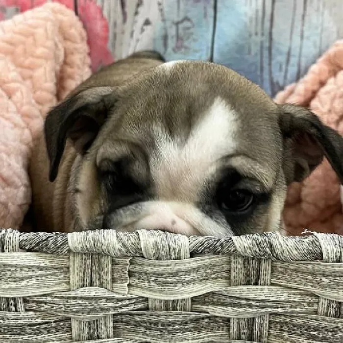 Female English Bulldog Puppy for Sale in Monroeville, PA