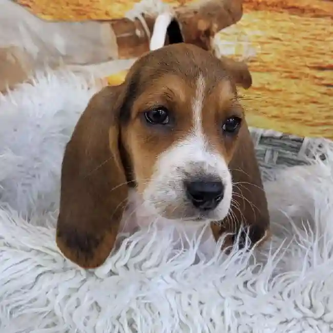 Male Basset Hound Puppy for Sale in Monroeville, PA