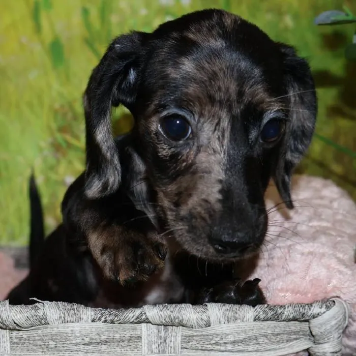 Female Dachshund puppy named Gia for sale at Petland Monroeville.