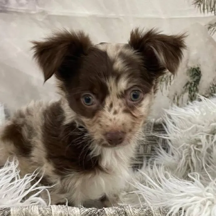 Male Chihuahua Puppy for Sale in Monroeville, PA