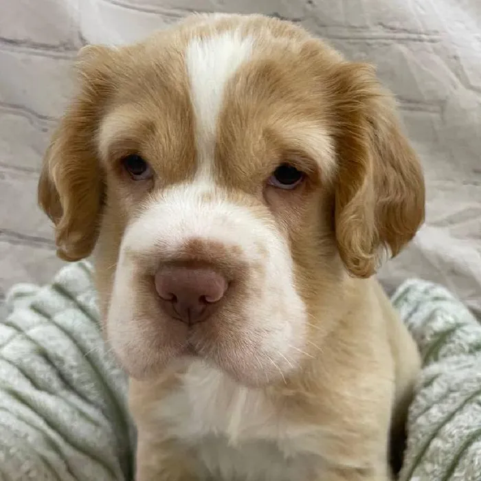 Male Mini Hippo Puppy for Sale in Monroeville, PA