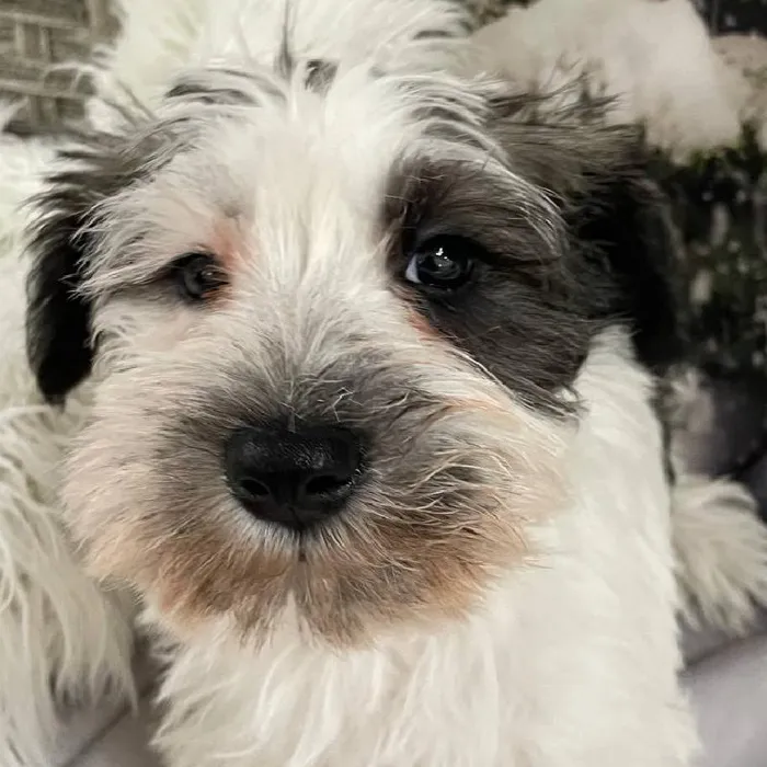 Male Mini Schnauzer Puppy for Sale in Monroeville, PA