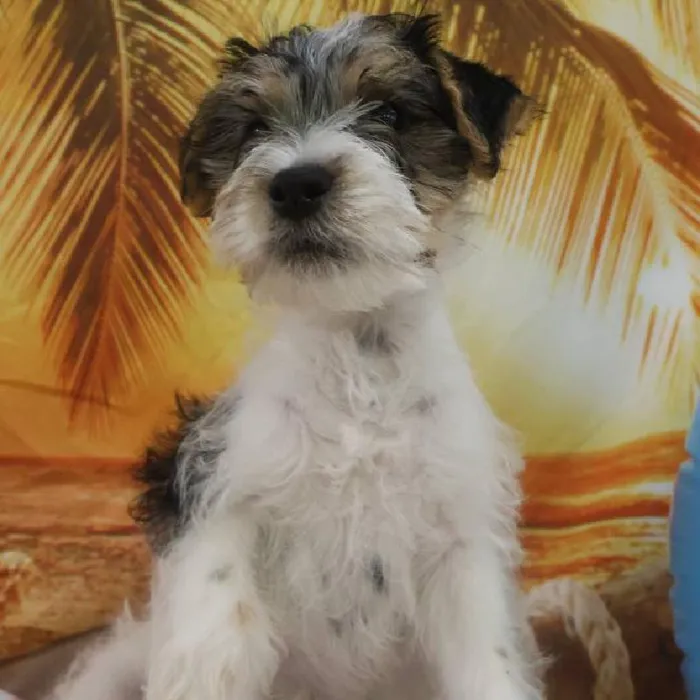 Male Jack Russell Terrier Puppy for Sale in Monroeville, PA