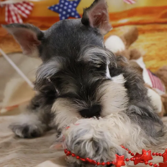 Male Mini Schnauzer puppy named Dennis for sale at Petland Monroeville.