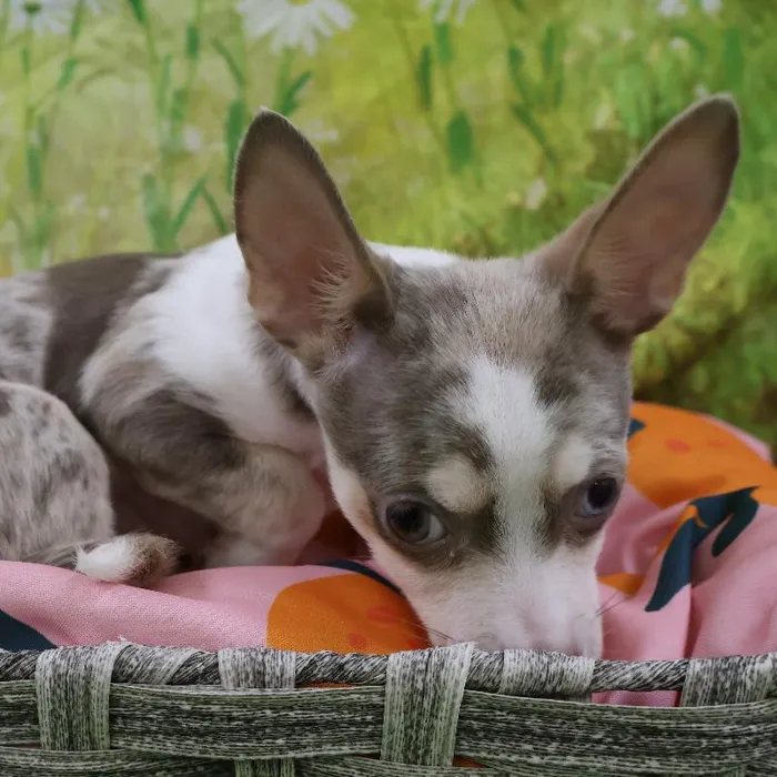 Female Chihuahua puppy named Vicki for sale at Petland Monroeville.