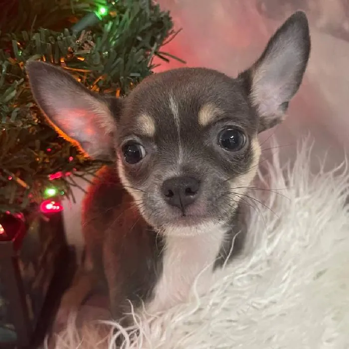 Female Chihuahua Puppy for Sale in Monroeville, PA