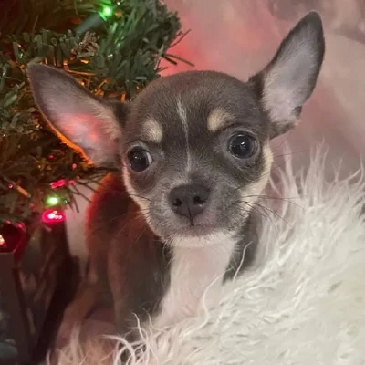 Female Chihuahua Puppy for Sale in Monroeville, PA