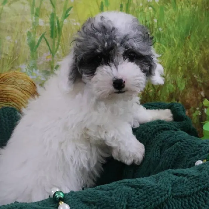 Female Mini Poodle Puppy for Sale in Monroeville, PA