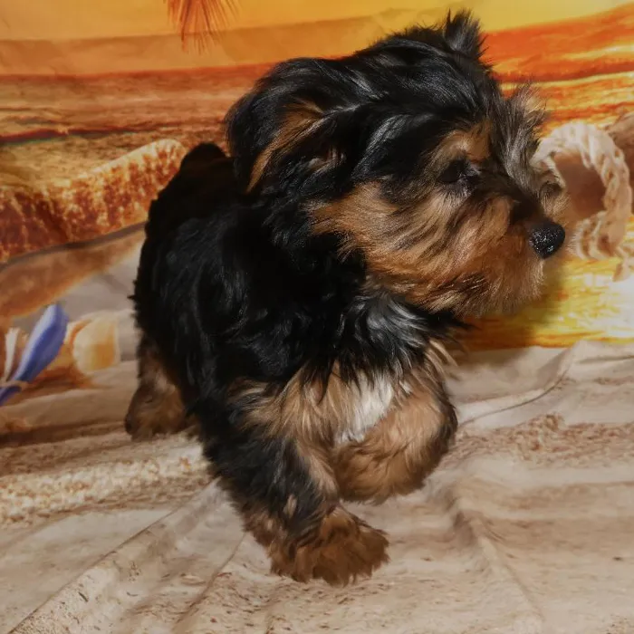 Male Yorkie Puppy for Sale in Monroeville, PA
