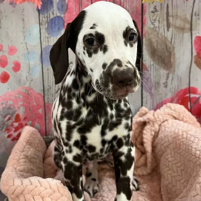 Male Dalmatian Puppy for Sale in Monroeville, PA