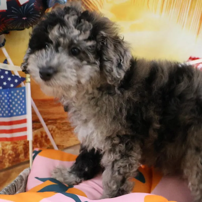 Male Mini Poodle puppy named Negan for sale at Petland Monroeville.
