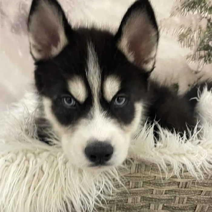 Male Siberian Husky Puppy for Sale in Monroeville, PA