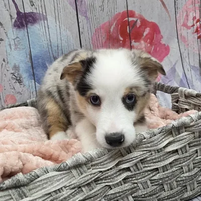 Male Auggie Puppy for Sale in Monroeville, PA