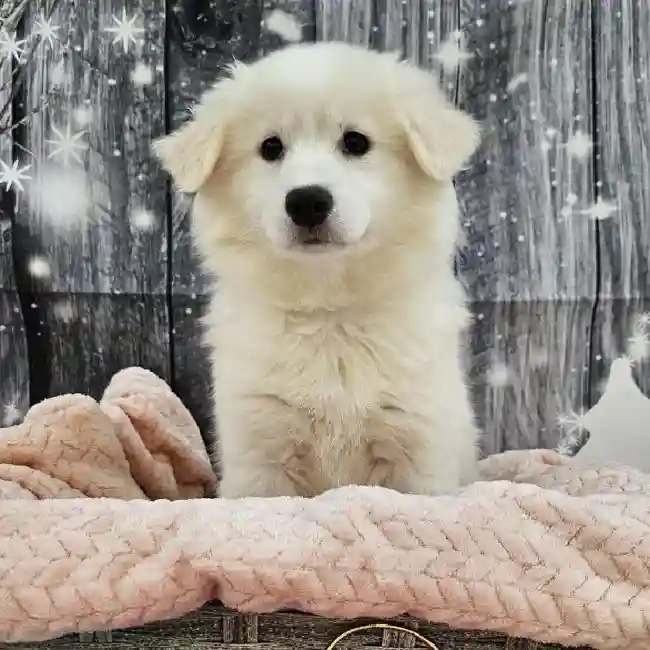 Female American Eskimo Puppy for Sale in Monroeville, PA