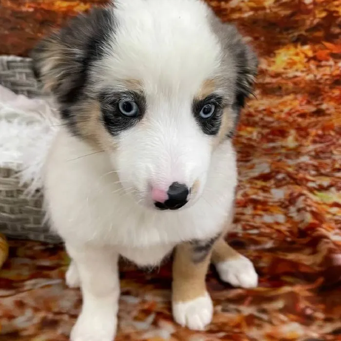 Female Australian Shepherd Puppy for Sale in Monroeville, PA
