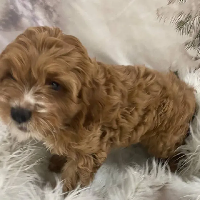 Male Cavapoo Puppy for Sale in Monroeville, PA