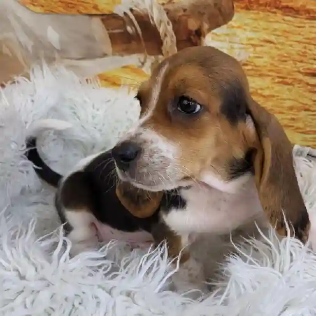 Male Basset Hound Puppy for Sale in Monroeville, PA