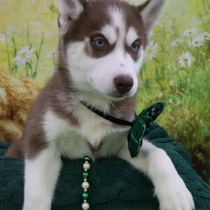 Male Siberian Husky Puppy for Sale in Monroeville, PA