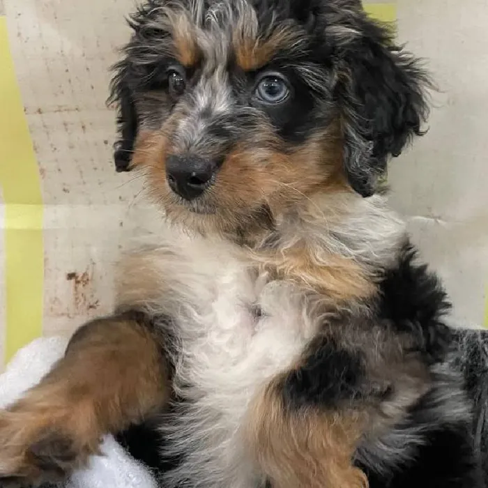 Female Mini Bernedoodle 2nd Gen Puppy for Sale in Monroeville, PA