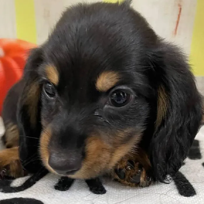 Male Dachshund Puppy for Sale in Monroeville, PA