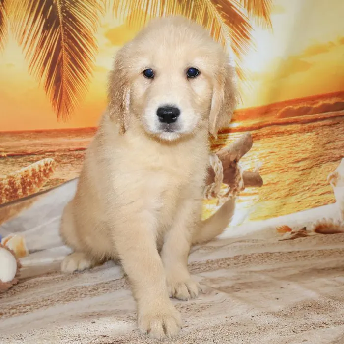 Male Golden Retriever Puppy for Sale in Monroeville, PA