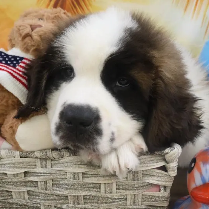 Male Saint Bernard Puppy for Sale in Monroeville, PA
