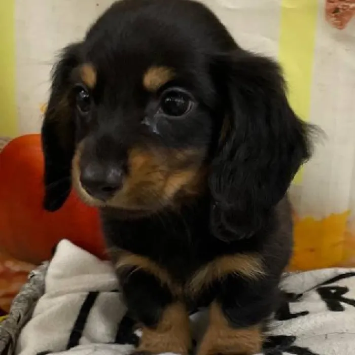 Male Dachshund Puppy for Sale in Monroeville, PA