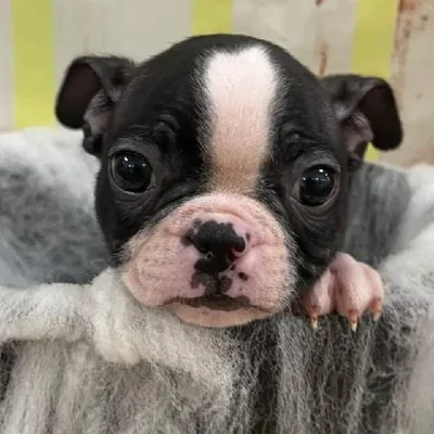Male Boston Terrier Puppy for Sale in Monroeville, PA