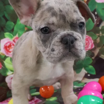 Female French Bulldog Puppy for Sale in Monroeville, PA
