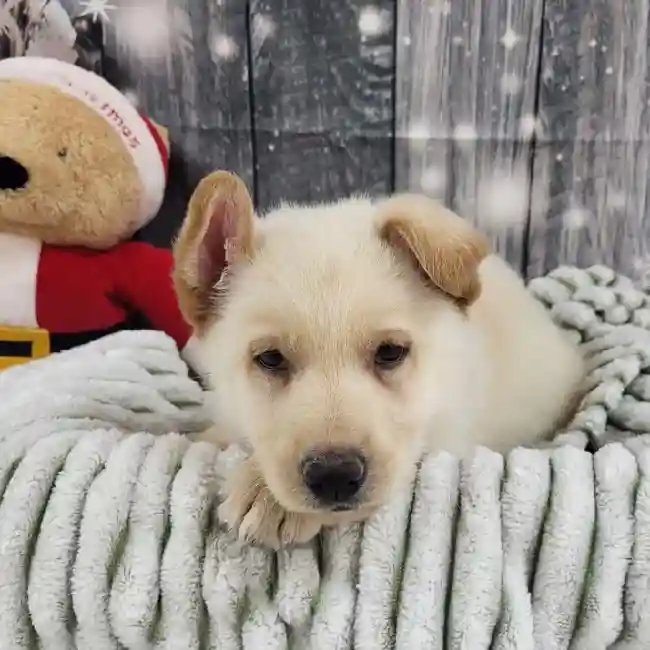 Male German Shepherd Puppy for Sale in Monroeville, PA