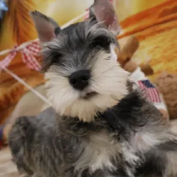 Male Mini Schnauzer puppy named Dennis for sale at Petland Monroeville.