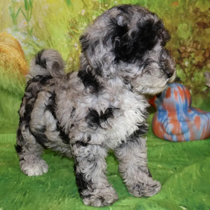Female Mini Bernedoodle puppy named Minnie for sale at Petland Monroeville.