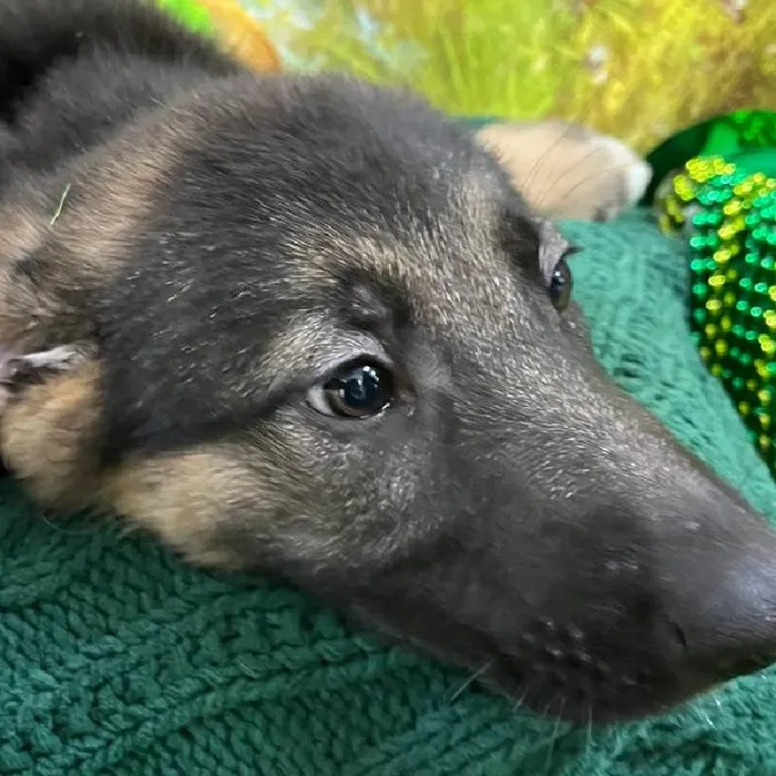 Female German Shepherd Puppy for Sale in Monroeville, PA