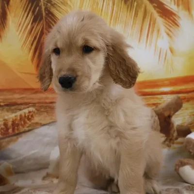 Female Golden Retriever Puppy for Sale in Monroeville, PA