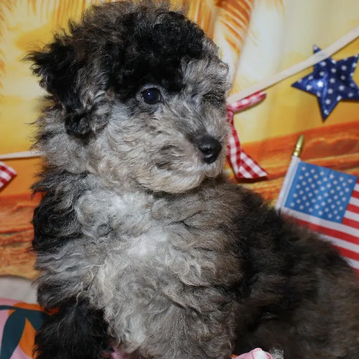 Male Mini Poodle puppy named Negan for sale at Petland Monroeville.