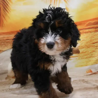 Female Mini Bernadoodle Puppy for Sale in Monroeville, PA