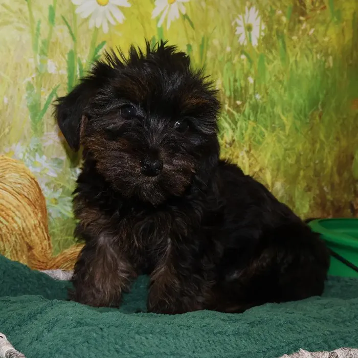 Female Yorkie-Poo Puppy for Sale in Monroeville, PA