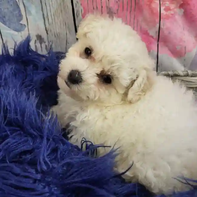 Female Bichon Puppy for Sale in Monroeville, PA