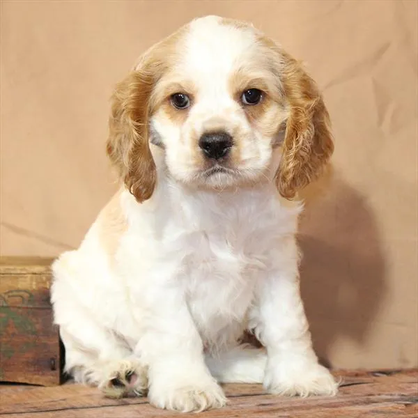 Male Cocker Spaniel puppy for sale at Petland Monroeville.