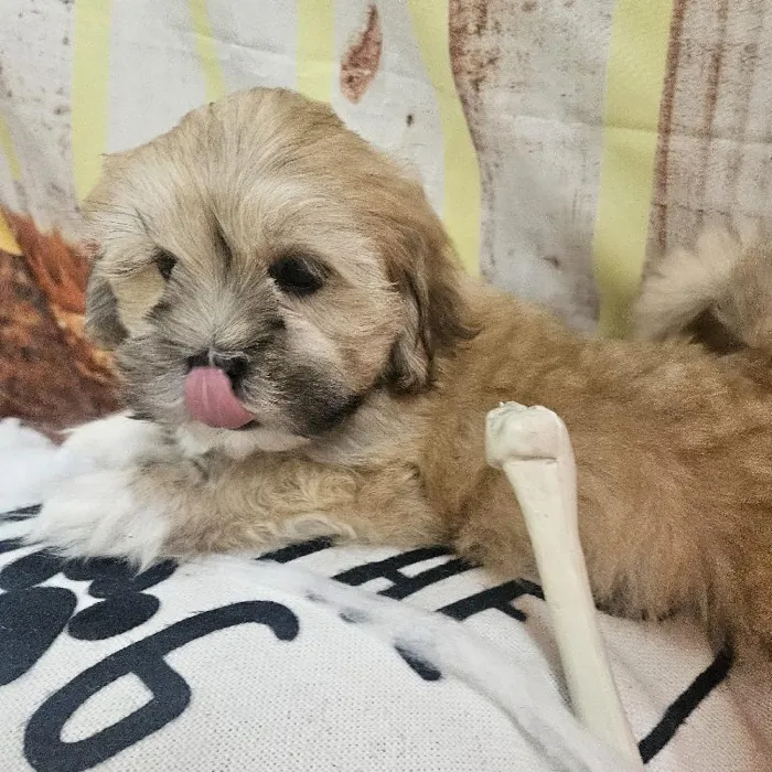 Male Lhasa Apso Puppy for Sale in Monroeville, PA