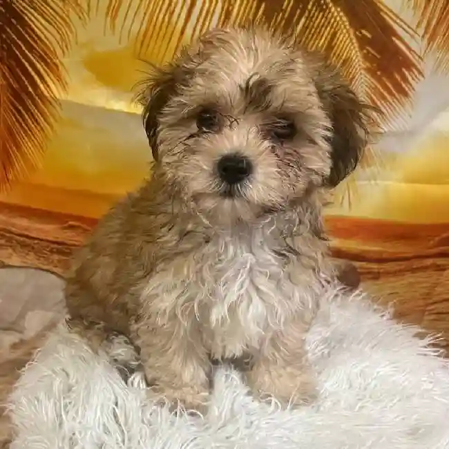Female Morkie Puppy for Sale in Monroeville, PA