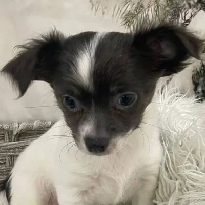 Female Chihuahua Puppy for Sale in Monroeville, PA