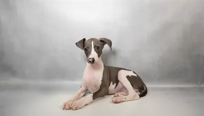 Male Italian Greyhound puppy for sale at Petland Monroeville.