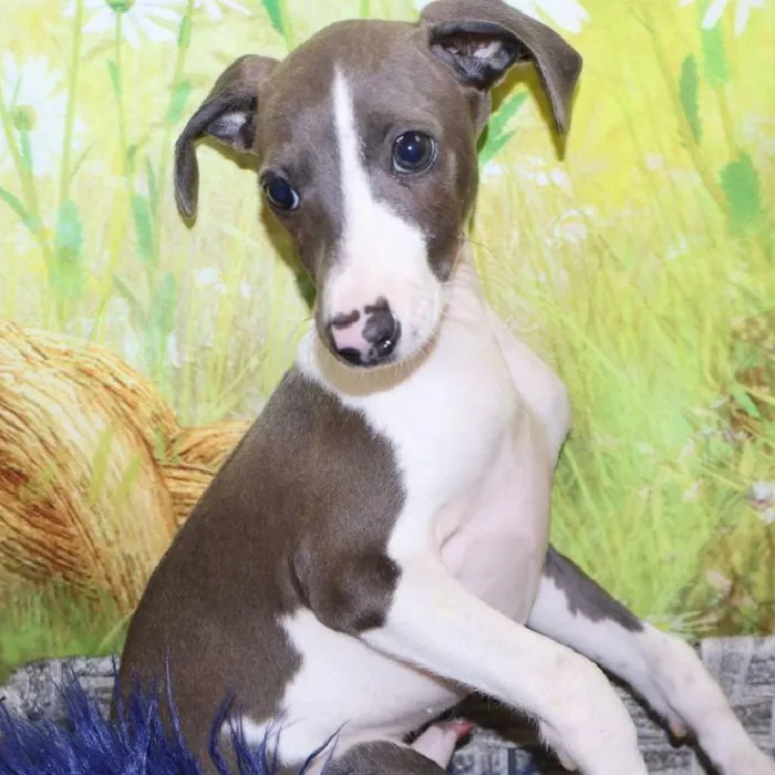 Male Italian Greyhound puppy named Vincent for sale at Petland Monroeville.